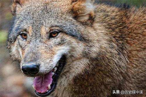 狼欲在线观看,激情燃烧的野性之旅
