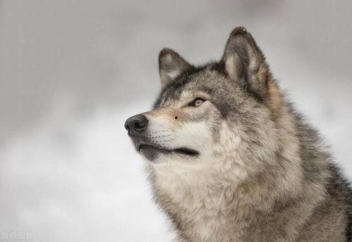 狼欲在线观看,激情燃烧的野性之旅  第3张