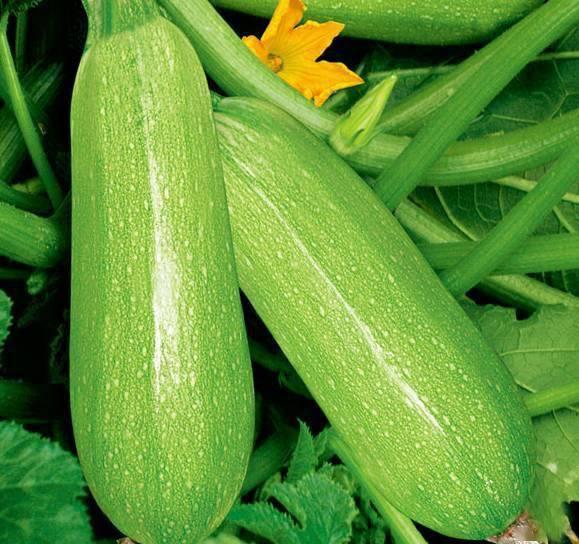 康县网红吃瓜原视频,揭秘当地美食文化魅力  第2张