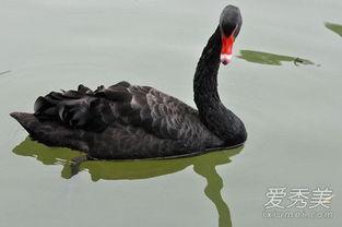 黑天鹅在线观看,在线观看揭示的不确定性与机遇 第1张 黑天鹅在线观看,在线观看揭示的不确定性与机遇 第1张